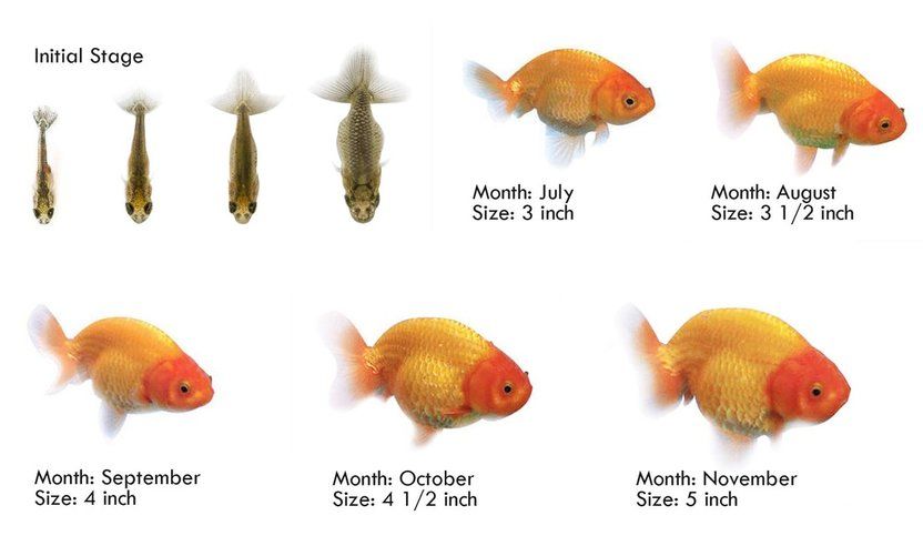 Crescita ed età dei pesci rossi