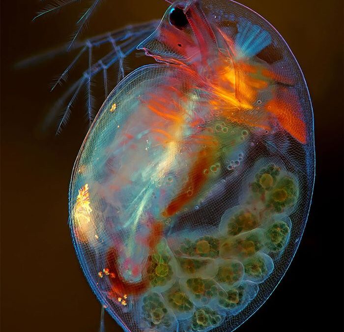 Daphnia (dafnia)