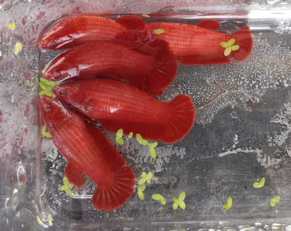 Betta full red