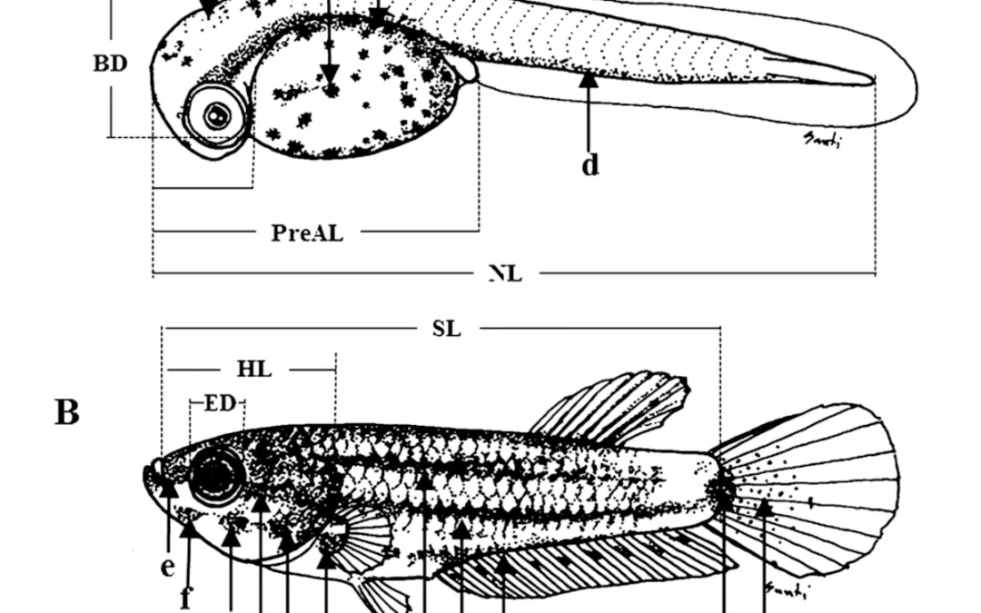 Morfologia larve betta