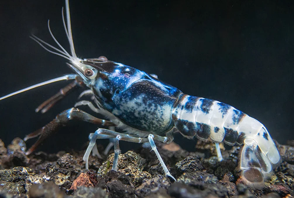 Procambarus clarkii