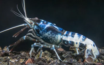 Procambarus clarkii