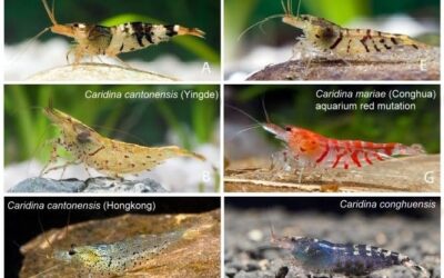 To “bee” or not to be (shrimp)