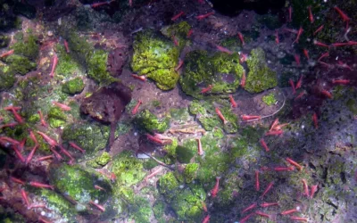 Gamberetti acqua salmastra