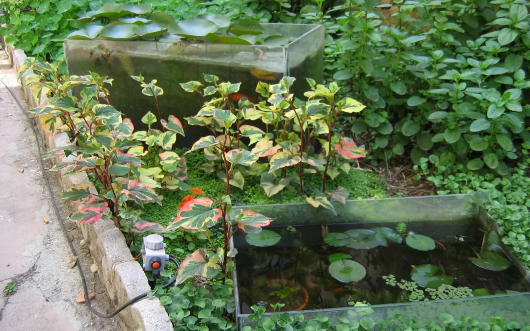 Acquario in giardino