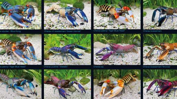 Poster gamberi “Crayfish”