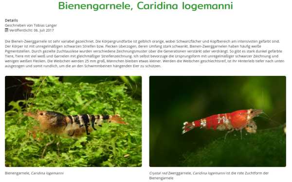 Caridina logemanni (wirbellose.de)