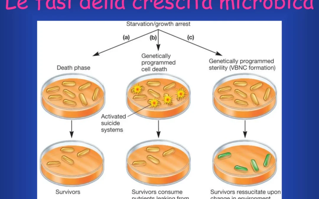 Crescita batterica