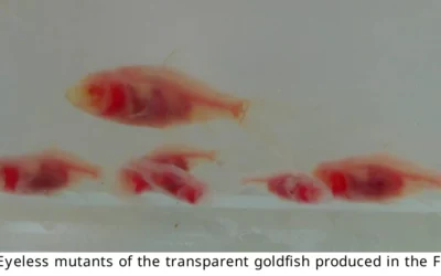 Generazione di pesci rossi trasparenti