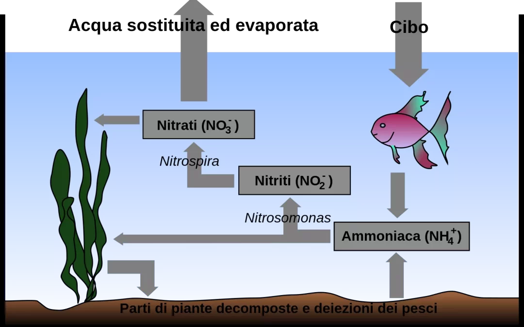 Biofilm in acquario