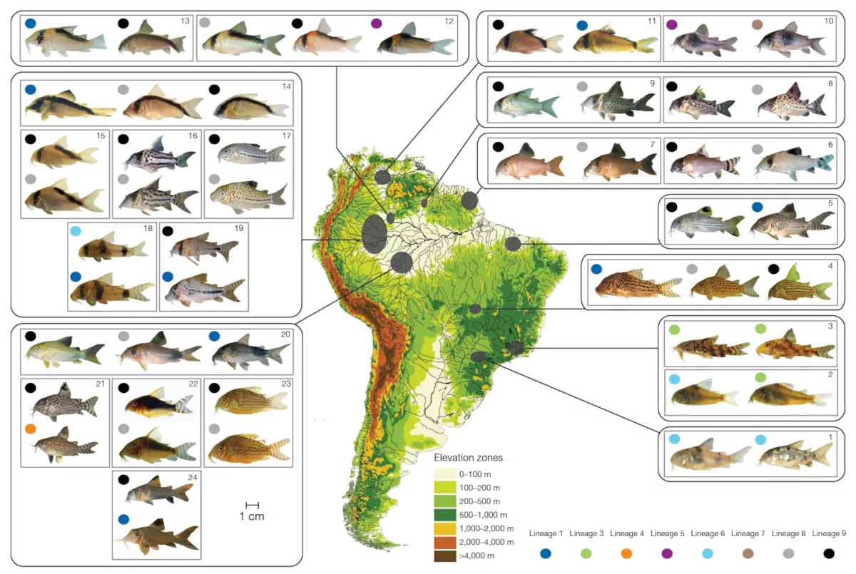 corydoras-imitazioni-mulleriane