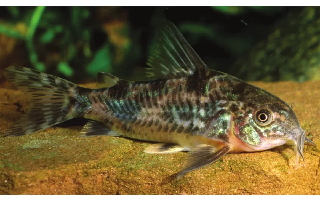 Corydoras paleatus