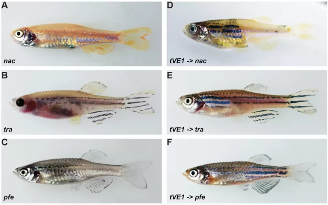 Danio: alterazione genetica