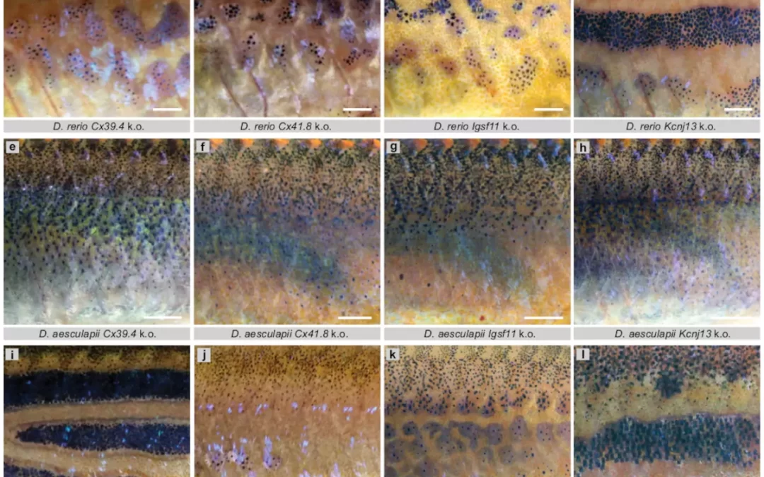 Danio: genetica e potassio