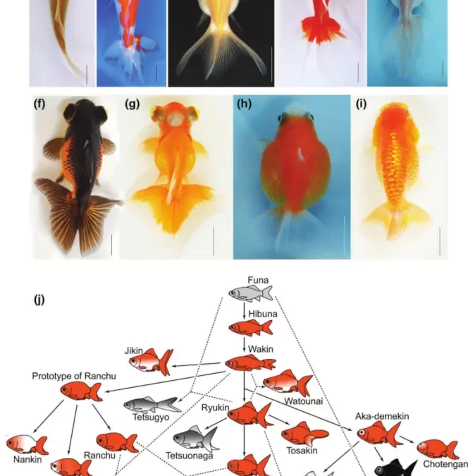 Morfologia del pesce rosso