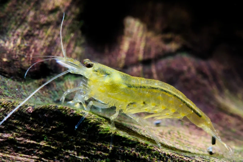 gelbe-amano-garneleA002
