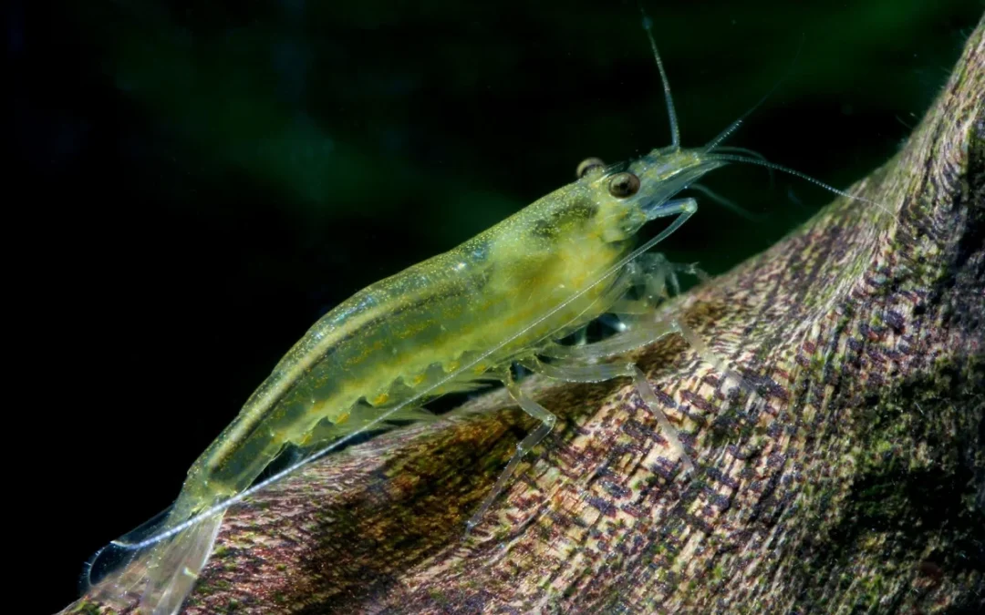 Giant Yellow Shrimp