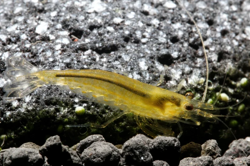 gelbe-amano-garneleA004