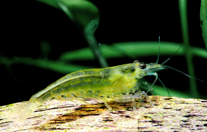 gelbe-amano-garneleA005