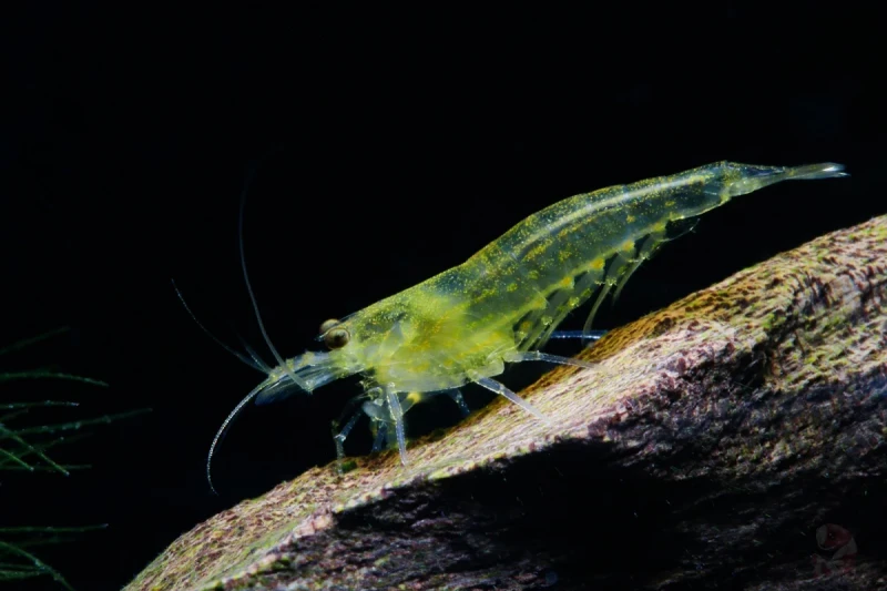 gelbe-amano-garneleA006
