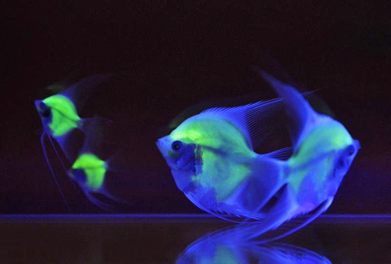 Fluorescenza e Glofish