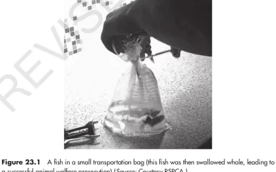 Goldfish (Carassius auratus)