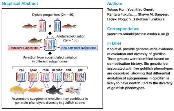 Genetic Basis Goldfish