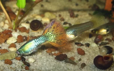 Guppy ritrovamenti in natura