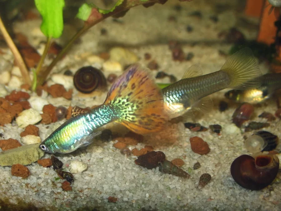 Guppy ritrovamenti in natura