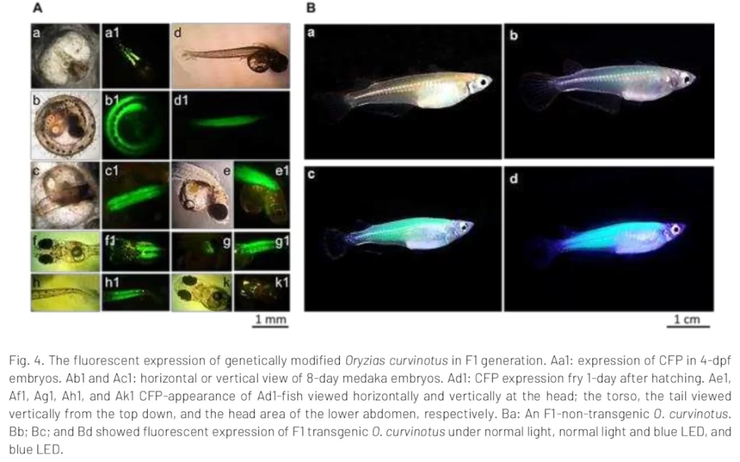 Transgenic Medaka