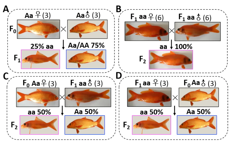Mutazione trasparente carpa-pesce rosso