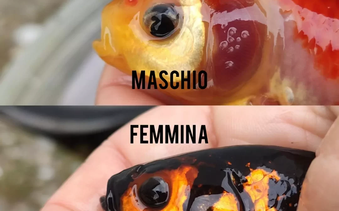 Pesce rosso maturità sessuale