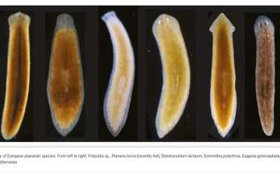 Rigenerazione della planaria