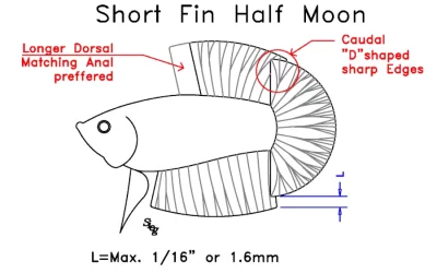 Standard Betta secondo IBC