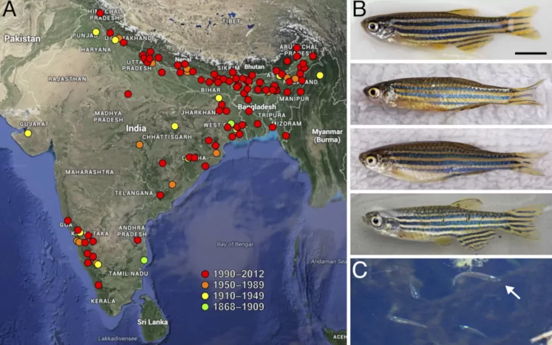 ZebraFish evoluzione